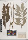 Foto von Salix caprea L. x Salix eleagnos Scop.